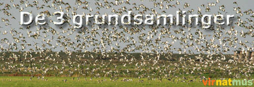 De tre grundsamlinger (64K)