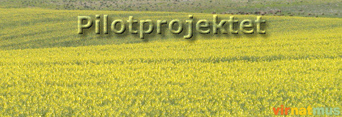 Pilotprojektet (85K)